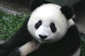 panda